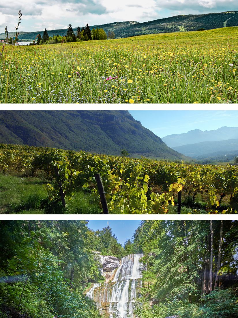 Wo COMTÉ und Wein zu Hause sind NEU