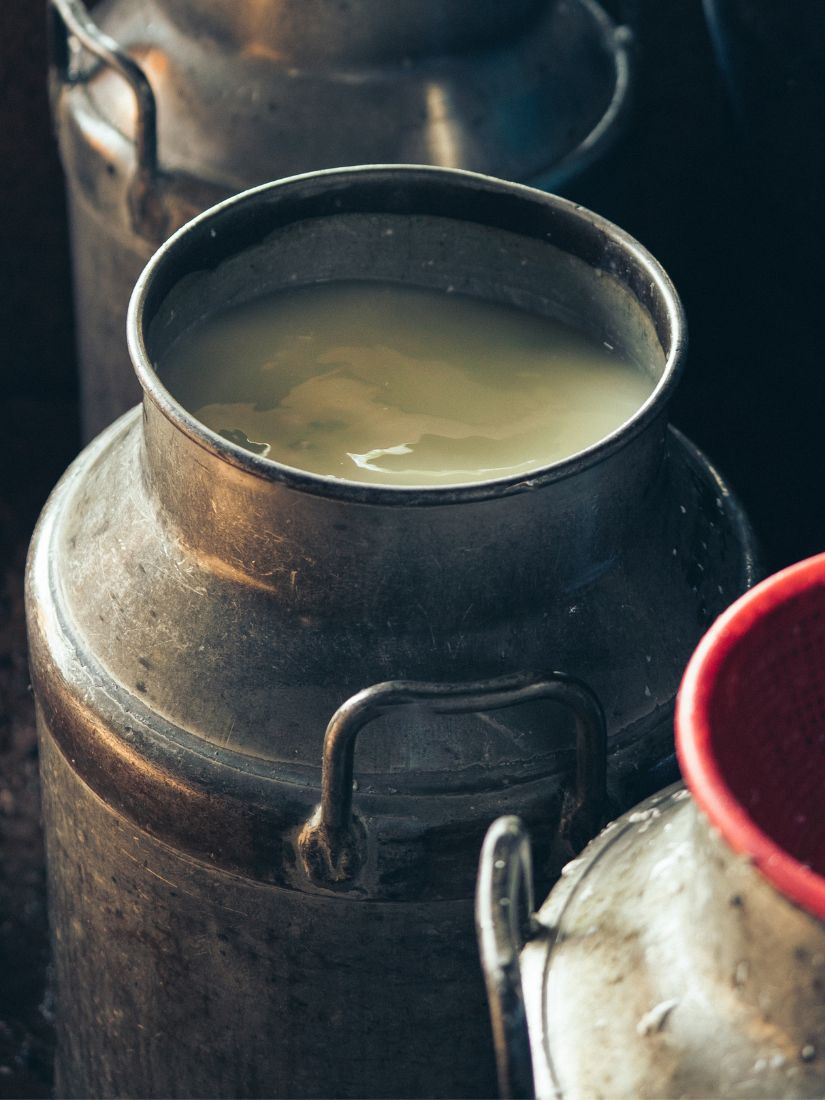 Warum guter Käse lebendige Milch braucht